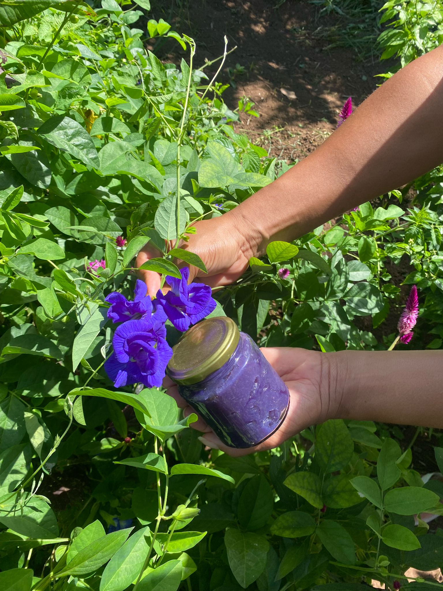 Clitoria ternatea
