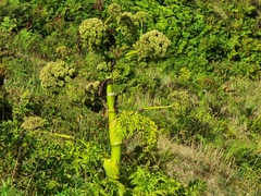 Angelica lignescens, photograph author not stated, no rights reserved