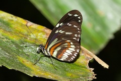 Heliconius hecuba
