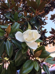 Magnolia grandiflora