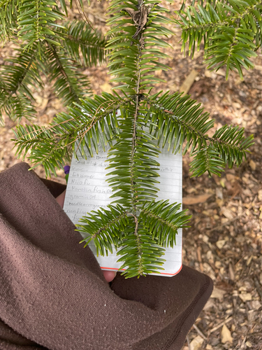 Abies homolepis observed 2025-08-27