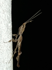 Phyllocrania paradoxa