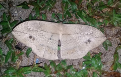 Sphingognatha asclepiades