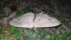 Sphingognatha asclepiades