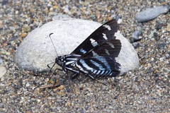 Jemadia hewitsonii