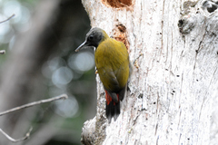 Chloropicus griseocephalus