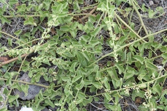 Cryptocarpus pyriformis