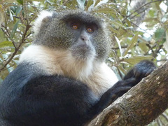 Cercopithecus mitis kolbi