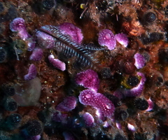 Macrorhynchia philippina