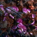 Halopteris carinata - Photo 由 sea-kangaroo 所上傳的 (c) sea-kangaroo，保留部份權利CC BY-NC-ND