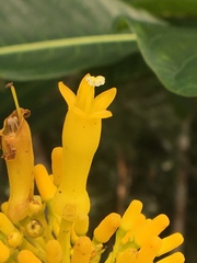 Palicourea guianensis