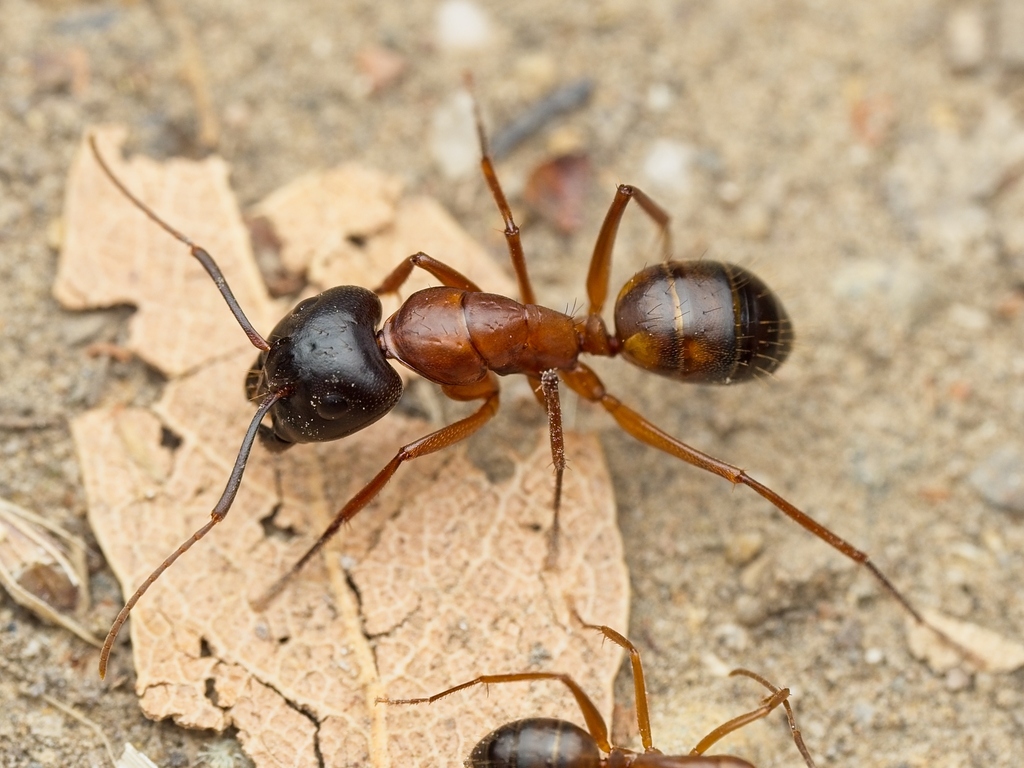 Camponotus semitestaceus