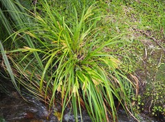 Carex forsteri