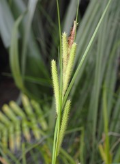 Carex forsteri