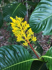 Palicourea guianensis