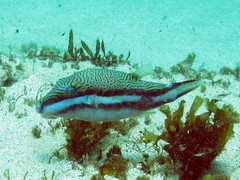 Canthigaster callisterna