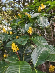 Palicourea guianensis