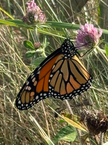 Monarch Butterfly