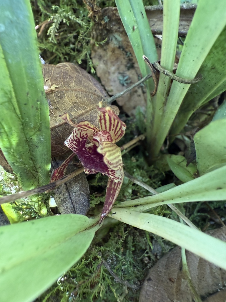 Kefersteinia pastorellii