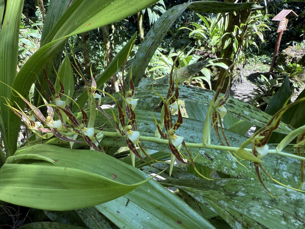 Brassia ocanensis