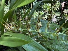 Brassia ocanensis, photograph author not stated, no rights reserved