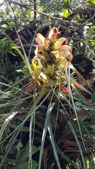 Tillandsia carlos-hankii