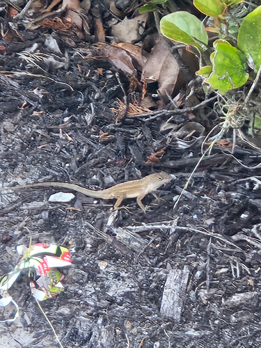 Brown Anole