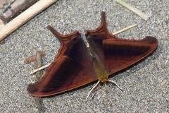 Marpesia zerynthia