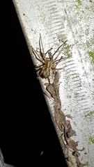 Anyphaena accentuata