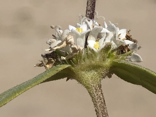 Mitracarpus hirtus
