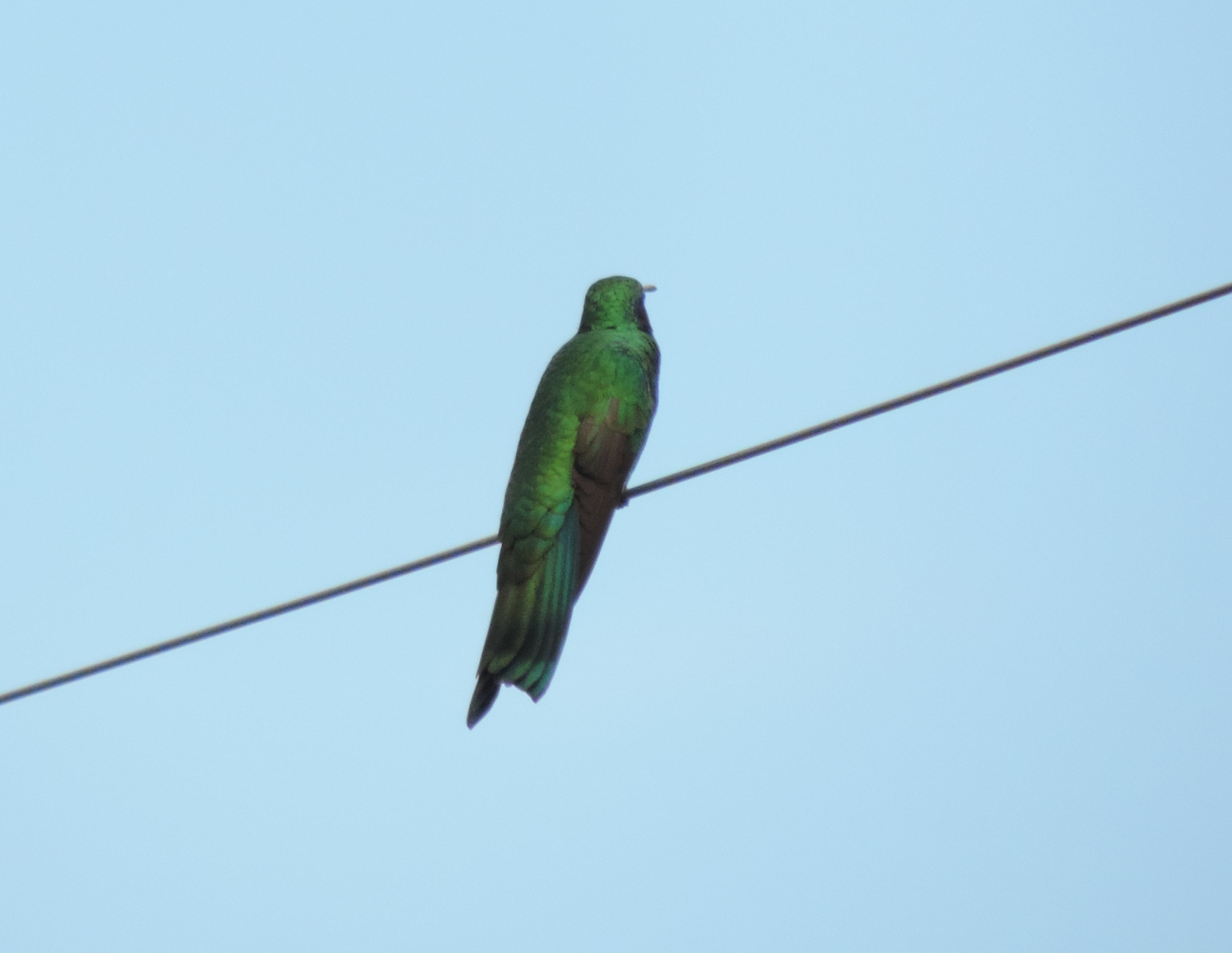 Colibri image