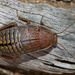 Typical Cockroaches and Termites - Photo (c) Matt Campbell, some rights reserved (CC BY-NC)