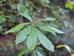 Rhododendron occidentale