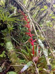 Tillandsia guatemalensis