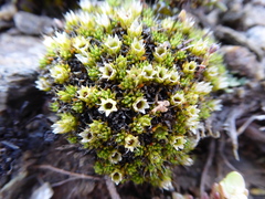 Colobanthus brevisepalus