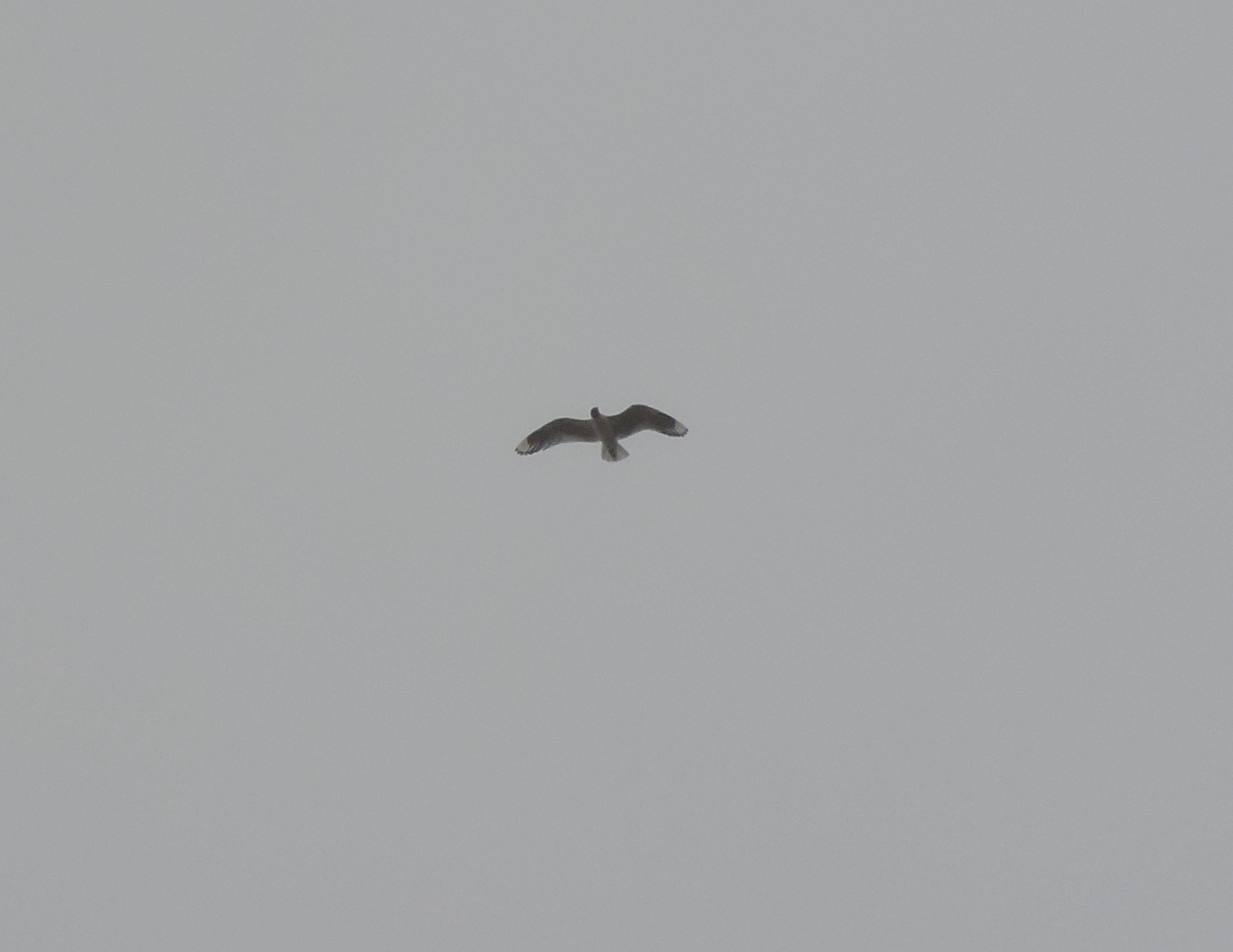 Chroicocephalus image