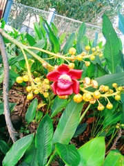 Couroupita guianensis
