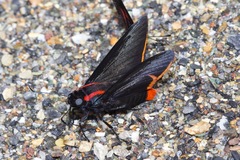Pyrrhopyge hadassa