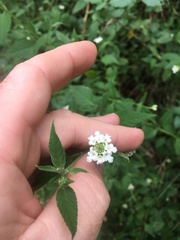 Lantana canescens
