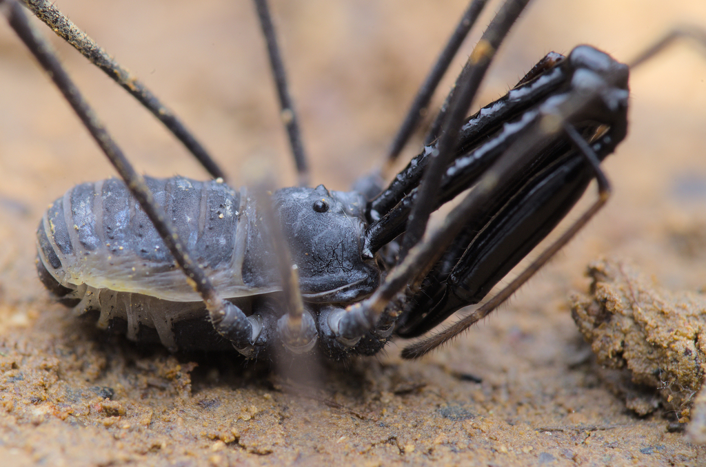 Ischyropsalis pyrenaea