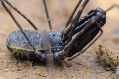 Ischyropsalis pyrenaea