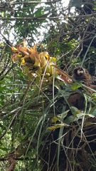 Tillandsia carlos-hankii