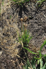 Scorzonera parviflora