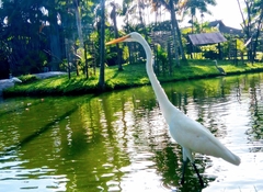 Ardea alba