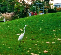 Ardea alba