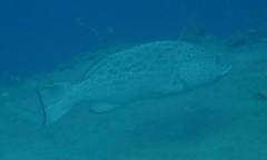 Mycteroperca venenosa