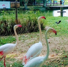 Phoenicopterus roseus