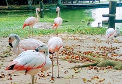 Phoenicopterus roseus
