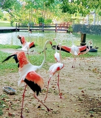 Phoenicopterus roseus