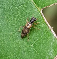 Phyllobaenus pallipennis